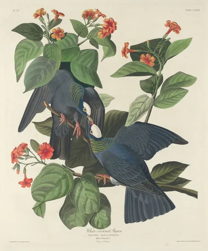 White-crowned Pigeon by Robert Havell, Jr.; John James Audubon, print, 1833