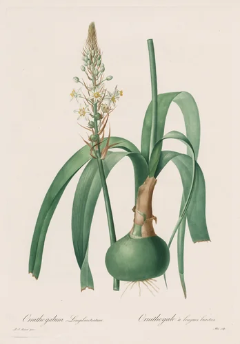 Les Liliacées: Ornithogalum longibracteatum by Pierre-Joseph Redouté, print, 1802-1816