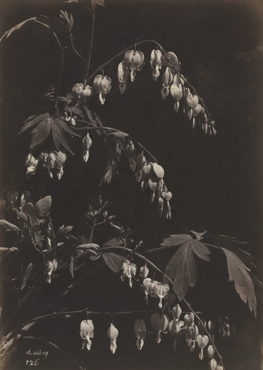 Floral Still Life (Bleeding Hearts) by Charles Aubry, photograph, 1860-1870