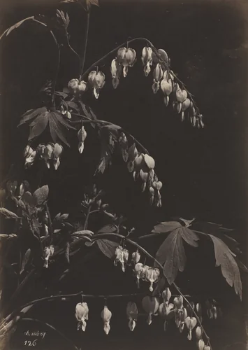 Floral Still Life (Bleeding Hearts) by Charles Aubry, photograph, 1860-1870