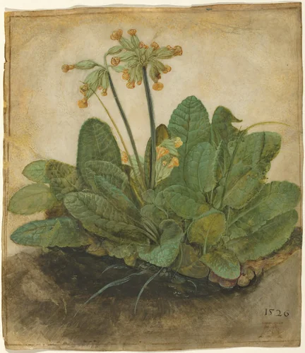Tuft of Cowslips by Albrecht Dürer, drawing, 1526