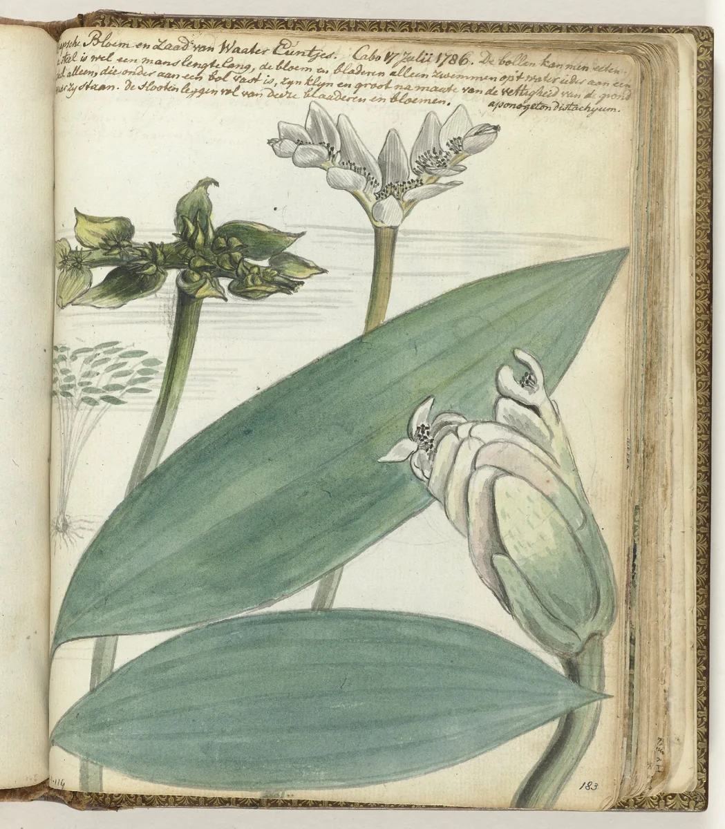 Kaapse bloem by Jan Brandes, drawing, 1786