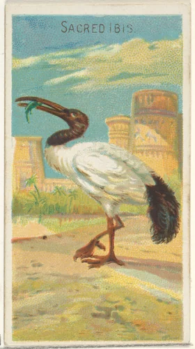 Sacred Ibis, from the Birds of the Tropics series (N5) for Allen & Ginter Cigarettes Brands by Allen & Ginter, print, 1889