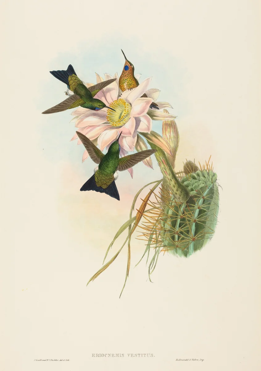 Eriocnemis vestitus (Glowing Puff-Leg) by John Gould, print, 1804-1881