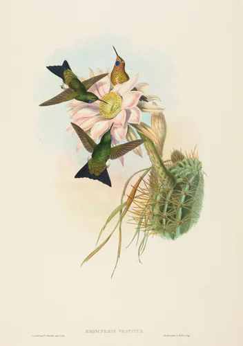 Eriocnemis vestitus (Glowing Puff-Leg) by John Gould, print, 1804-1881