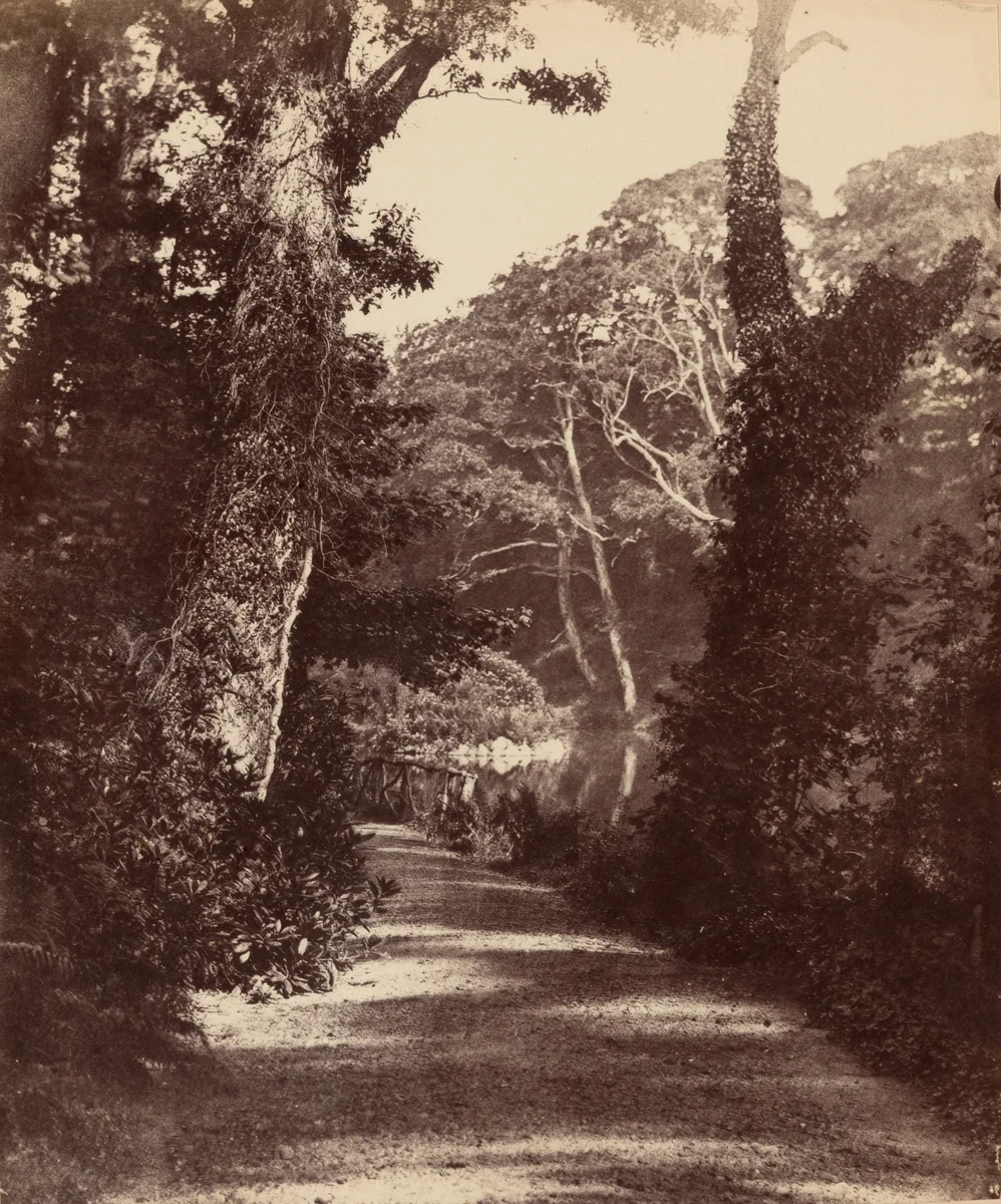 The Upper Lake, Penllergare Valley Woods by John Dillwyn Llewelyn, photograph, 1847-1857