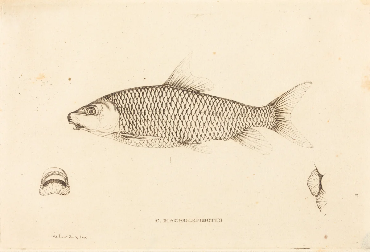C. Macrolepidotus by Charles Alexandre Lesueur, print, 1817-1821