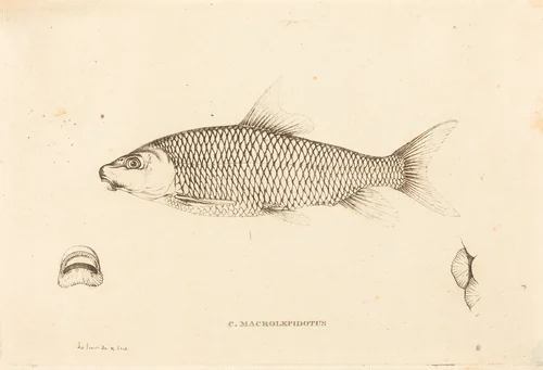 C. Macrolepidotus by Charles Alexandre Lesueur, print, 1817-1821