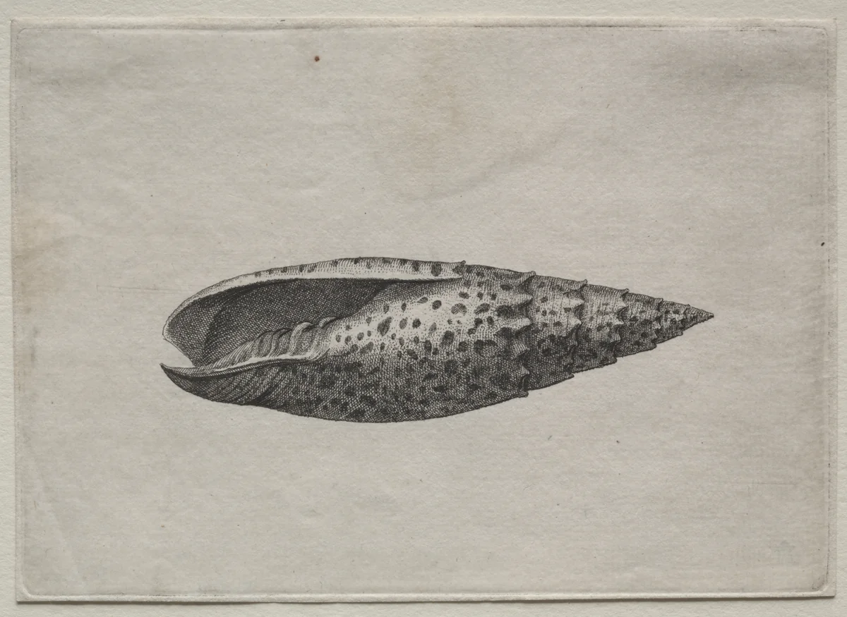 Shells: Mitra papalis L by Wenceslaus Hollar, print, 1640-1649