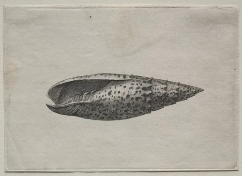 Shells: Mitra papalis L by Wenceslaus Hollar, print, 1640-1649