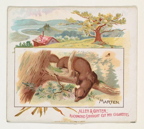 Marten, from Quadrupeds series (N41) for Allen & Ginter Cigarettes by Allen & Ginter, print, 1890