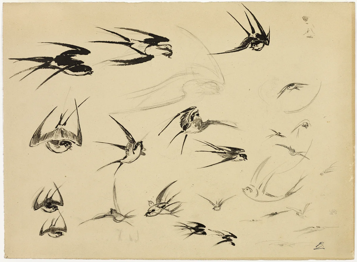 The Swallows by Félix Henri Bracquemond, drawing, 1881