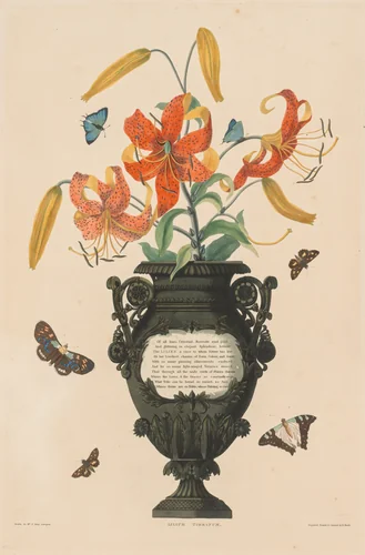 A Selection of Hexandrian Plants, belonging to the natural order of Amaryllidae and Liliacae: Tiger Lily by Robert Havell, print, 1831-1832