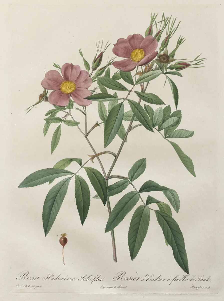 Les Roses: Rosa Hudsoniana Salicifolia by Pierre-Joseph Redouté, print, 1817-1824