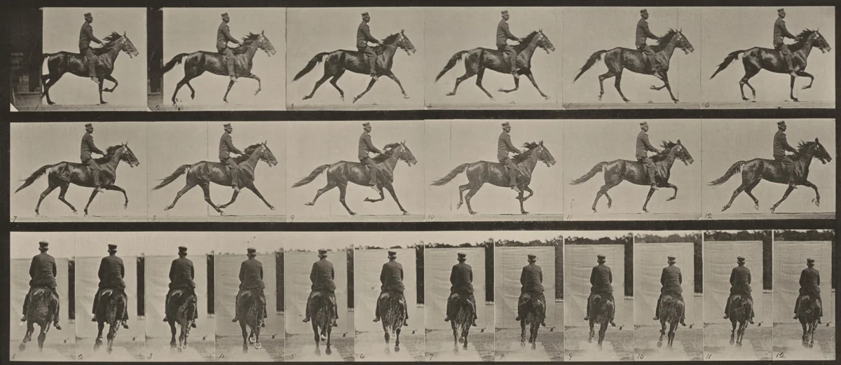Plate Number 592. "Pronto" pacing, saddled by Eadweard Muybridge, photograph, 1887