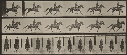 Plate Number 592. "Pronto" pacing, saddled by Eadweard Muybridge, photograph, 1887