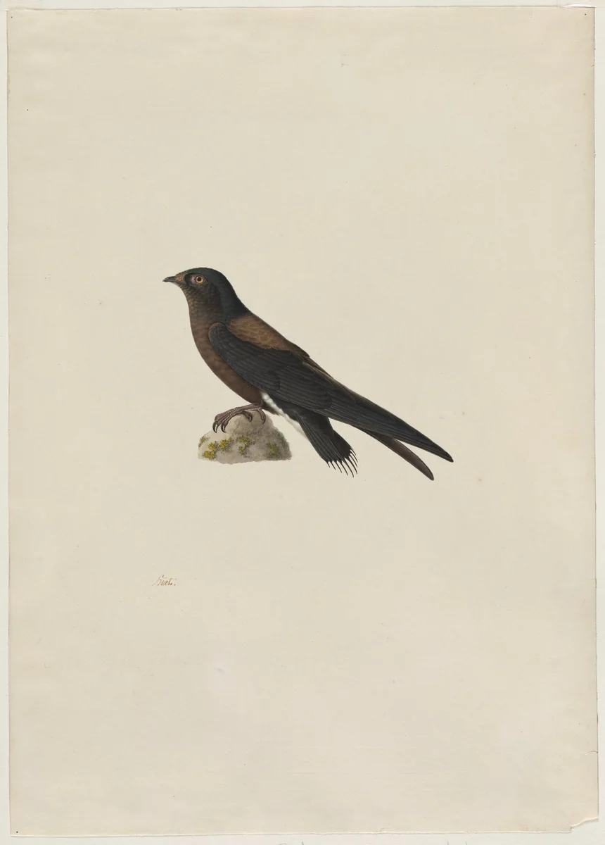 Needle-Tailed Swift (Hirundapus caudaculus) by Paul Hüet, drawing, 1803-1869