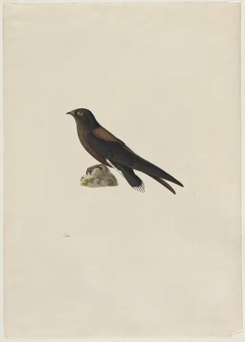 Needle-Tailed Swift (Hirundapus caudaculus) by Paul Hüet, drawing, 1803-1869