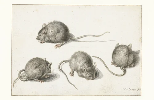 Four studies of a diseased mouse by Jacques de Gheyn, drawing, 1575-1625
