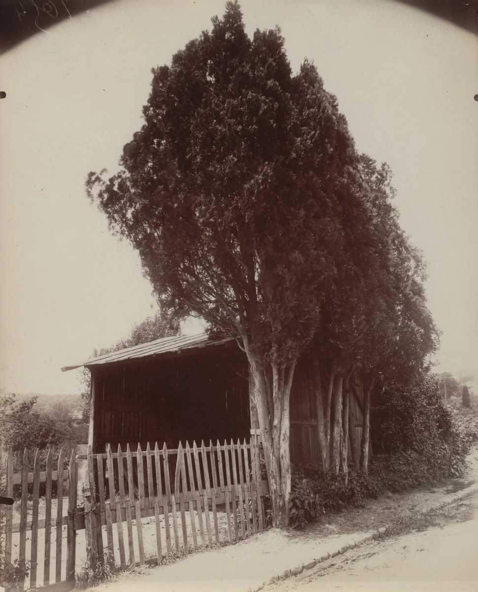 Cyprès by Eugène Atget, photograph, 1921