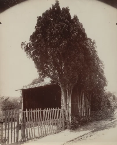 Cyprès by Eugène Atget, photograph, 1921