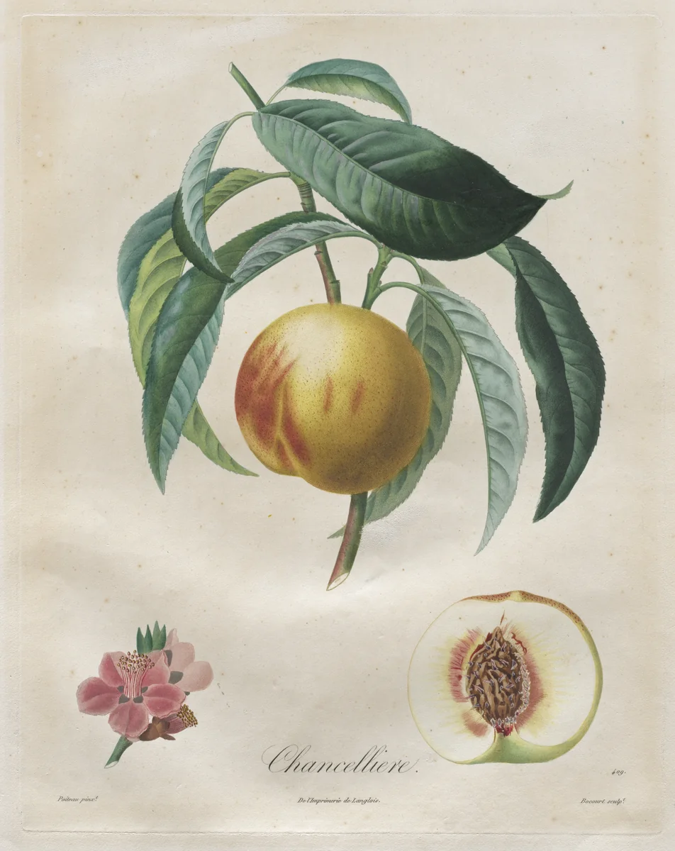 Traité des arbres fruitiers: Chancellière by Henri Louis Duhamel du Monceau, print, 1808-1835