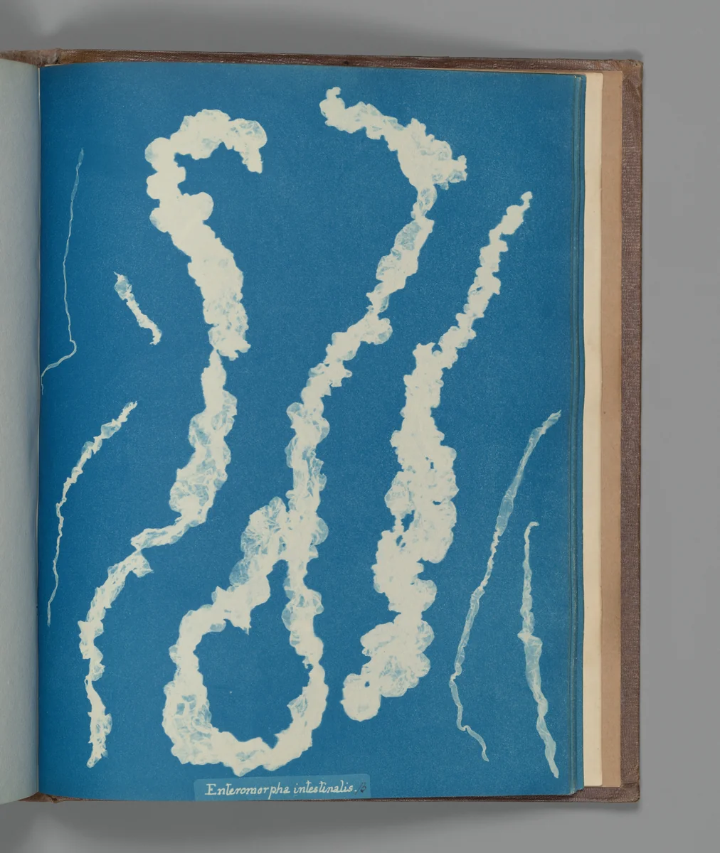 Enteromorpha intestinalis ß by Anna Atkins, photograph, 1851-1855
