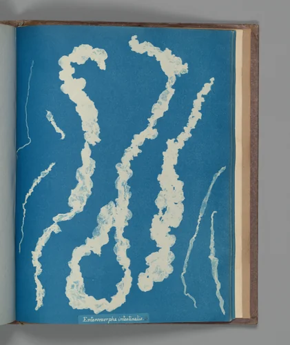 Enteromorpha intestinalis ß by Anna Atkins, photograph, 1851-1855