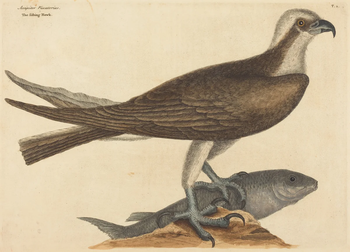 The Fishing Hawk (Falco haliaetus) by Mark Catesby, print, 1754