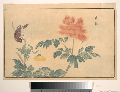 Chinese Oriole and Peonies by Kuwagata Keisai (鍬形蕙斎), print, 1789