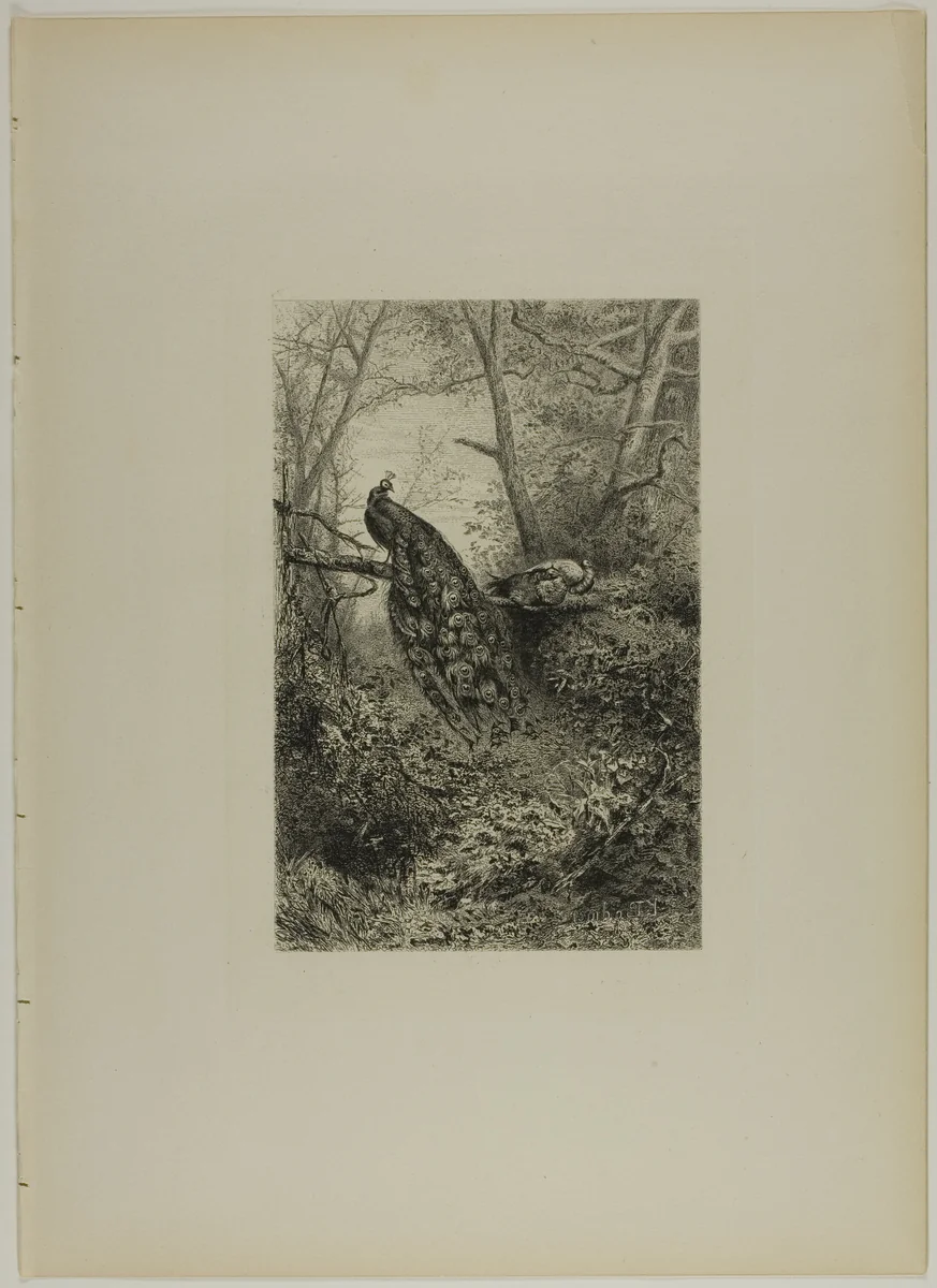 Peacocks on a Bough by Karl Bodmer, print, 1865-1875