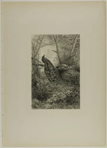 Peacocks on a Bough by Karl Bodmer, print, 1865-1875