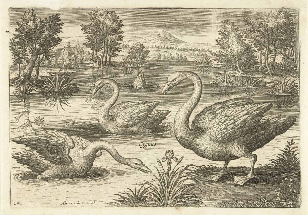 Drie zwanen in een vijver by Adriaen Collaert, print, 1598-1602