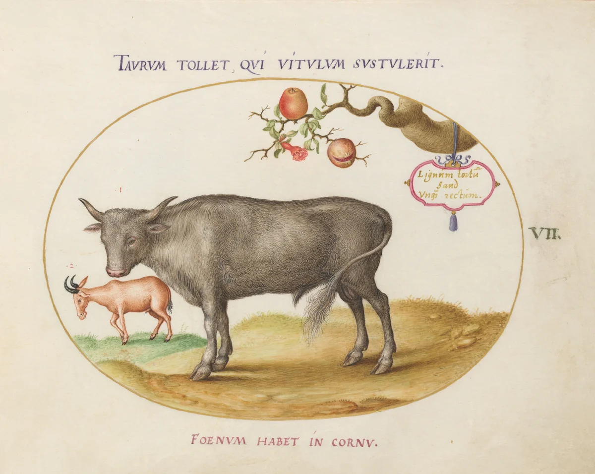Plate 7: A Bull and a Horned Animal by Joris Hoefnagel, drawing, 1570-1599
