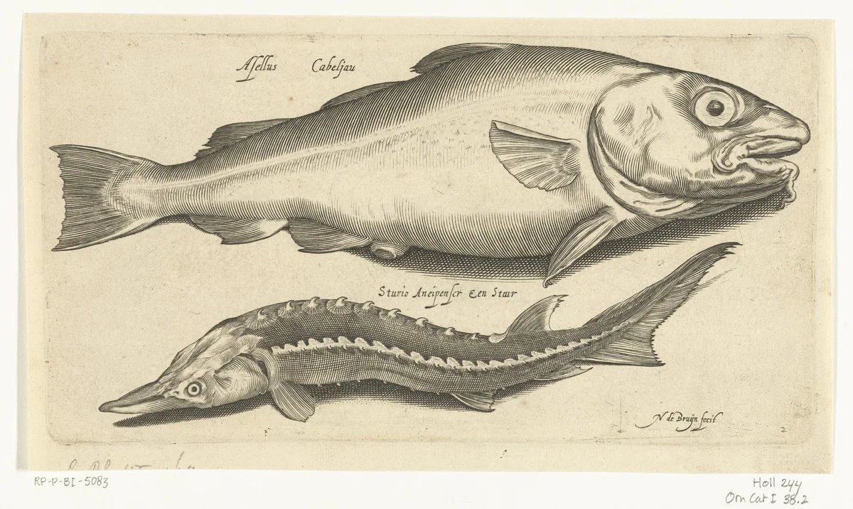 Kabeljauw en steur by Nicolaes de Bruyn, print, 1581-1656