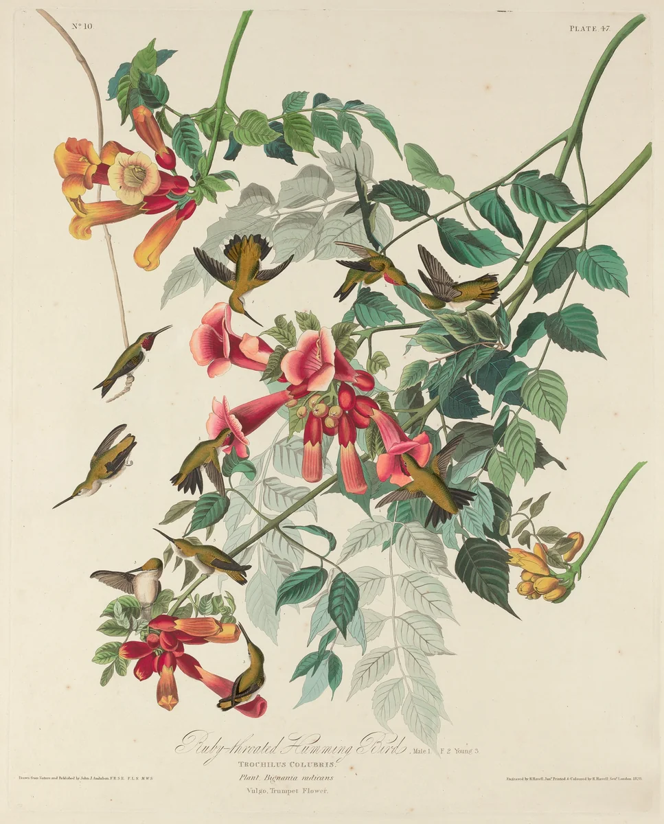 Ruby-throated Humming Bird by Robert Havell, Jr.; John James Audubon, print, 1828