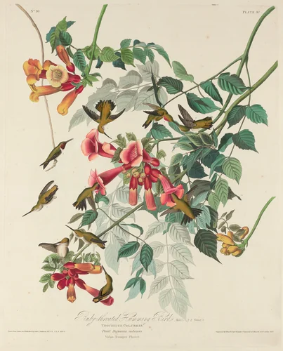 Ruby-throated Humming Bird by Robert Havell, Jr.; John James Audubon, print, 1828