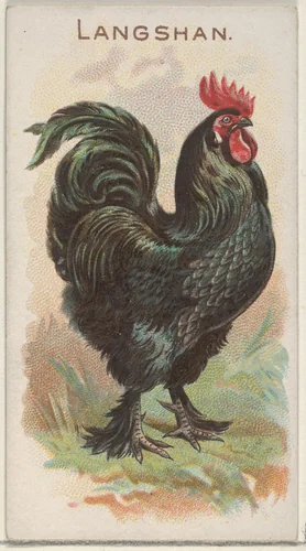 Langshan, from the Prize and Game Chickens series (N20) for Allen & Ginter Cigarettes by Allen & Ginter, print, 1891