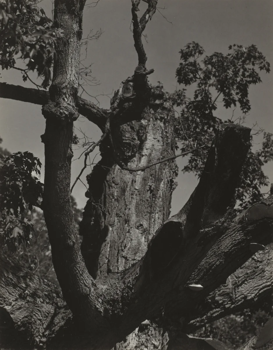 The Old Maple—Lake George by Alfred Stieglitz, photograph, 1926