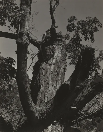 The Old Maple—Lake George by Alfred Stieglitz, photograph, 1926