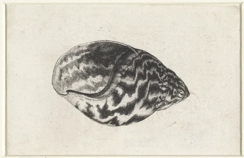 Schelp, achatina achatina by Wenceslaus Hollar, print, 1644-1652