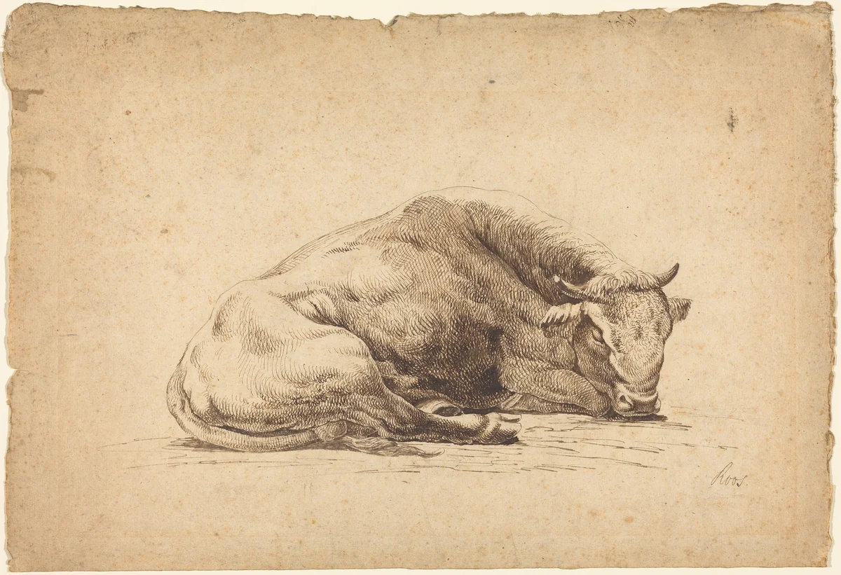 A Bull Sleeping by Johann Heinrich Roos, drawing, 1672
