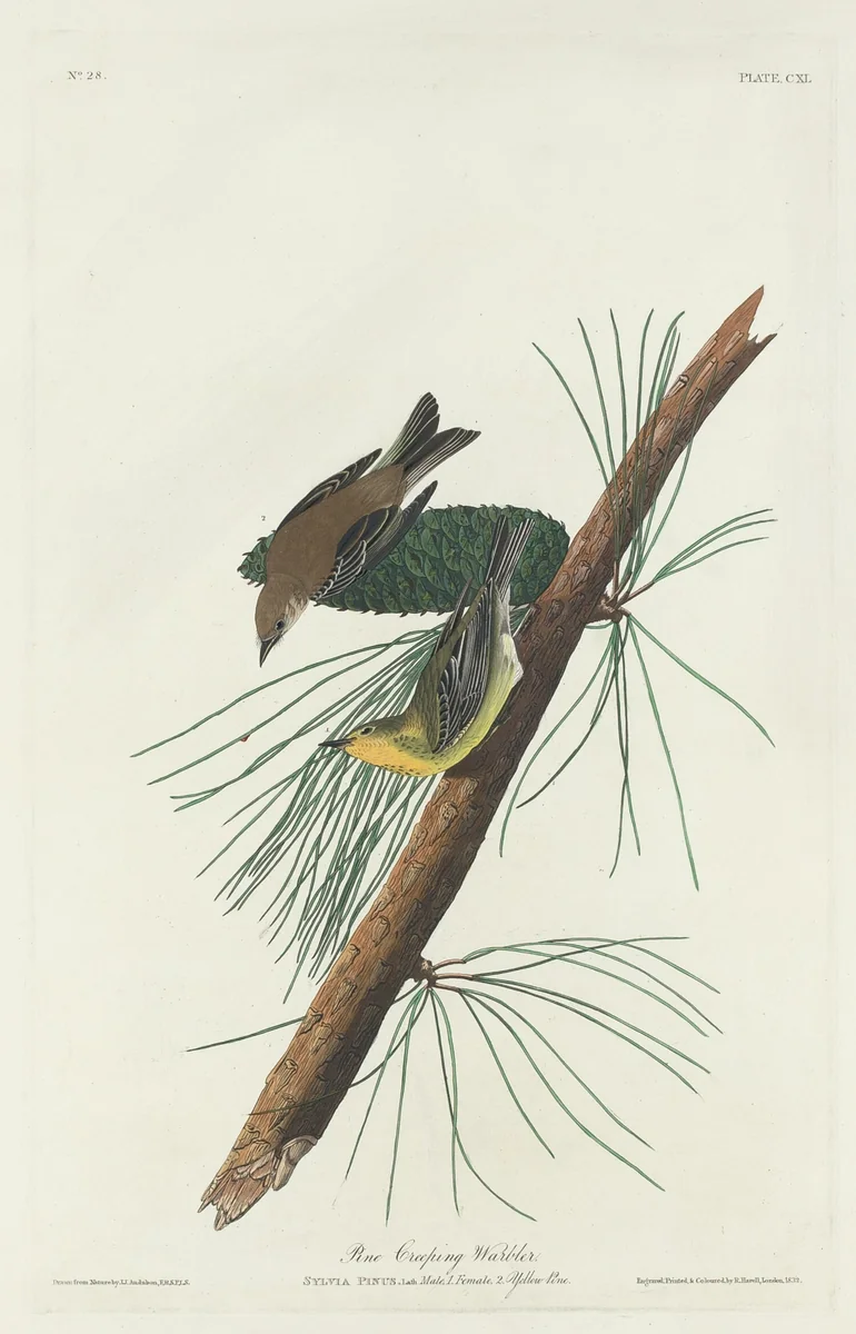 Pine Creeping Warbler by Robert Havell, Jr.; John James Audubon, print, 1832