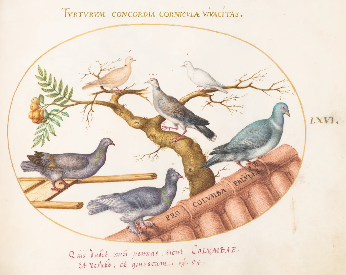 Plate 66: Doves and Pigeons by Joris Hoefnagel, drawing, 1570-1599