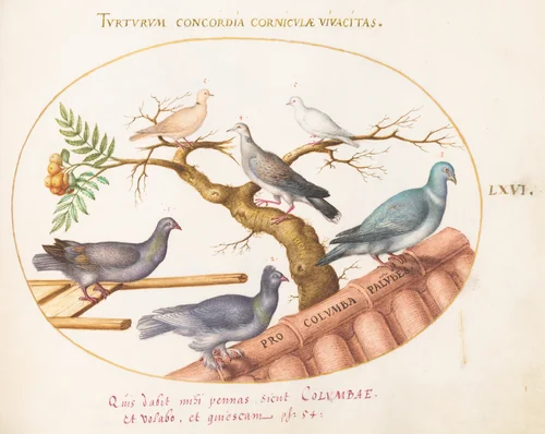 Plate 66: Doves and Pigeons by Joris Hoefnagel, drawing, 1570-1599