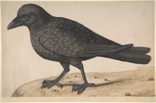 A Crow by anonymous, drawing, 1600-1700