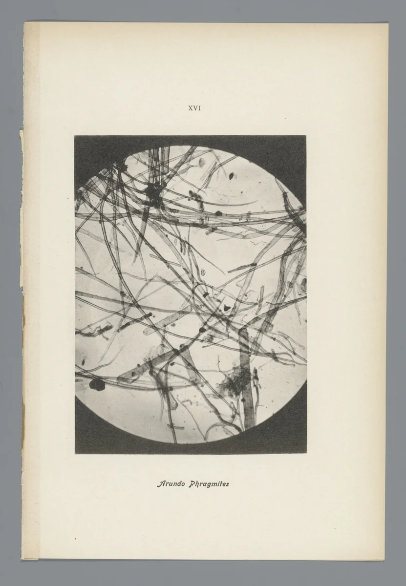 Microfoto’s van papiervezels by anonymous, photograph, 1900