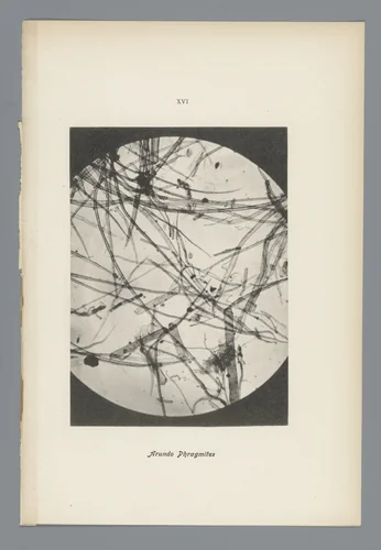 Microfoto’s van papiervezels by anonymous, photograph, 1900