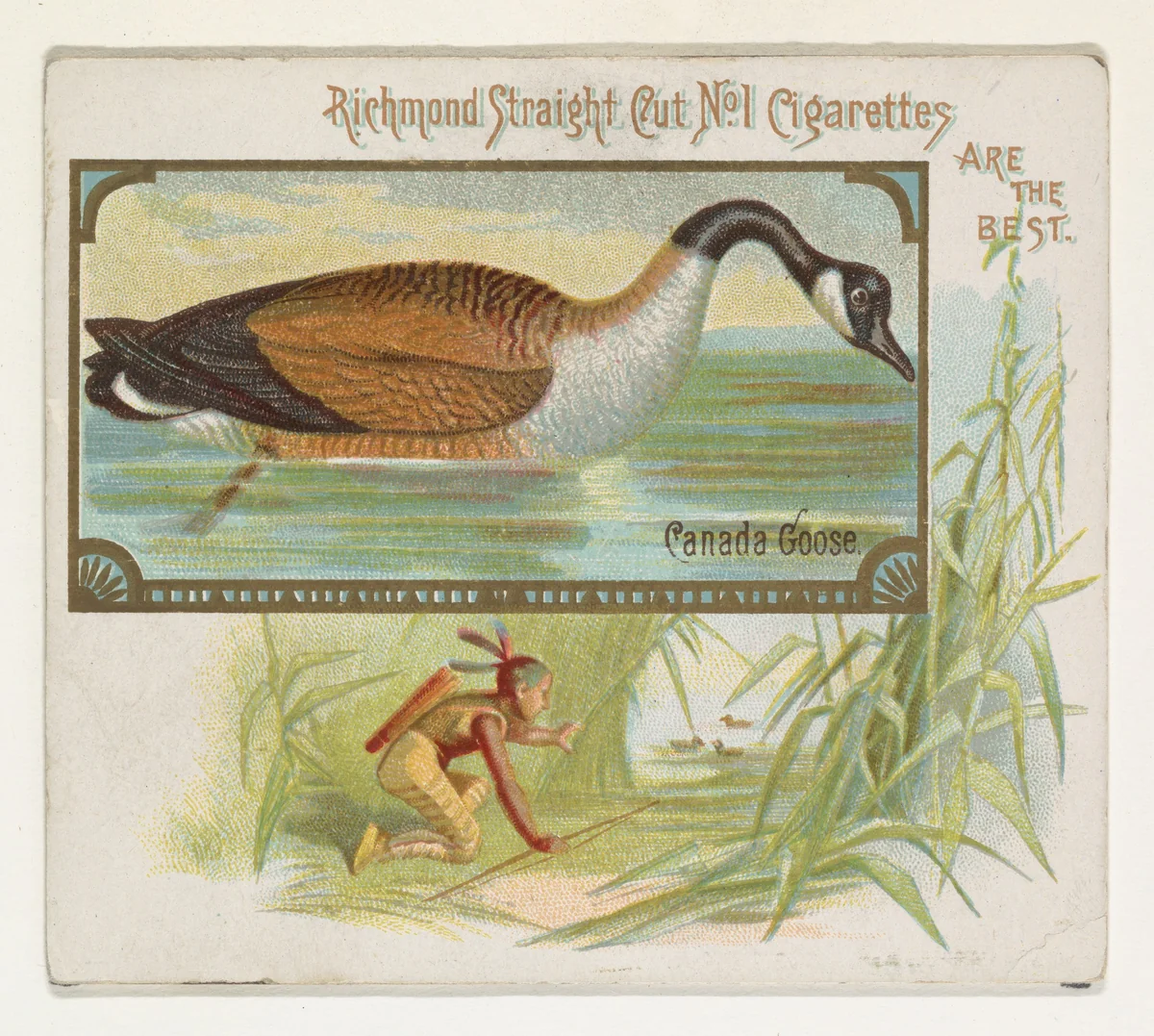 Canada Goose, from the Game Birds series (N40) for Allen & Ginter Cigarettes by Allen & Ginter, print, 1888-1890