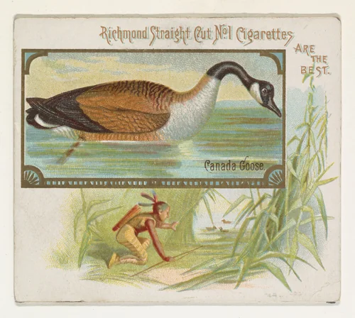 Canada Goose, from the Game Birds series (N40) for Allen & Ginter Cigarettes by Allen & Ginter, print, 1888-1890